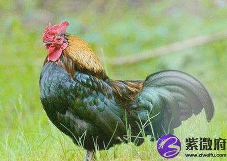 属鸡人起名字的宜忌