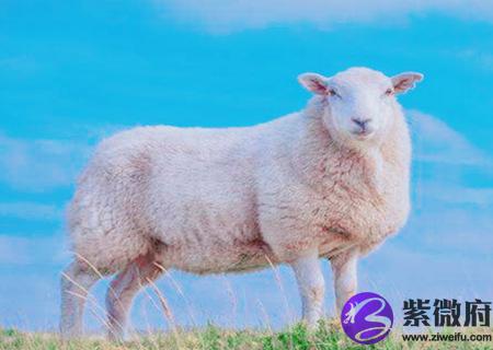 属羊人起名字的宜忌