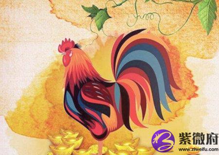 生肖鸡适合养什么宠物
