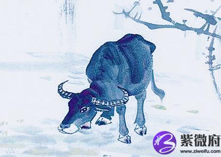 属牛人起名字的宜忌