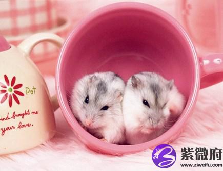 最旺鼠的生肖是什么
