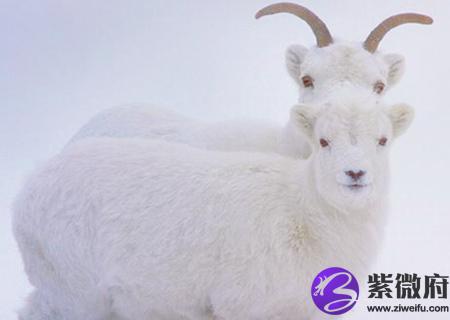 生肖羊适合养什么宠物