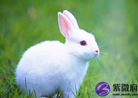 生肖兔适合养什么宠物