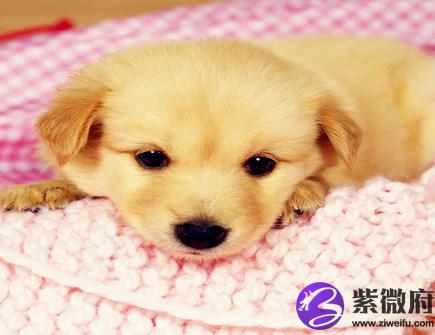 属狗穿什么颜色衣服好