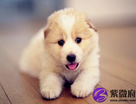 属狗人本命年需要注意什么