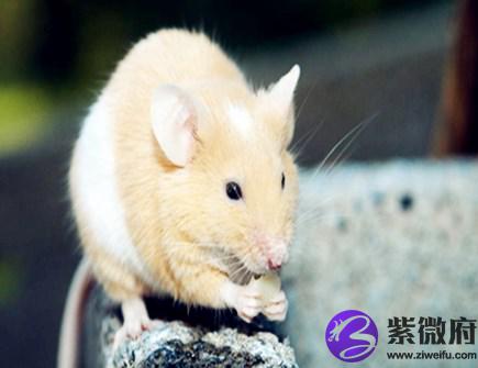 属鼠穿什么颜色衣服好