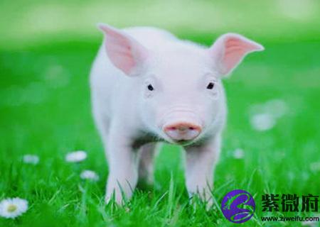 属猪男孩最吉利的名字