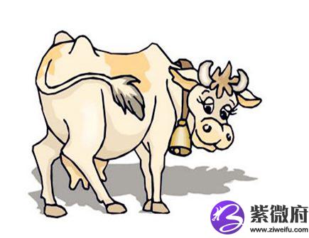 属牛人本命年需要注意什么