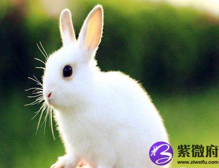 属兔人本命年需要注意什么