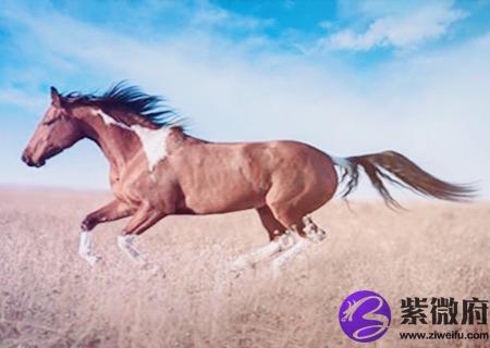 属马男孩最吉利的名字