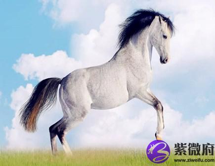 属马的吉祥物是什么
