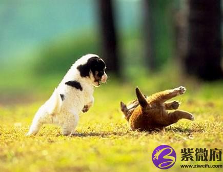 属狗的吉祥物是什么
