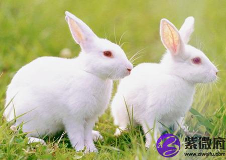 属兔男孩最吉利的名字