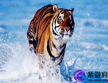 属虎人一生的健康状况