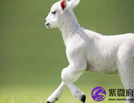 属羊今年健康运如何
