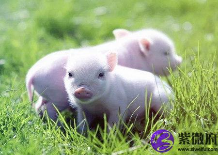属猪办公室放什么植物旺财