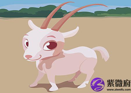 属羊办公室放什么植物旺财