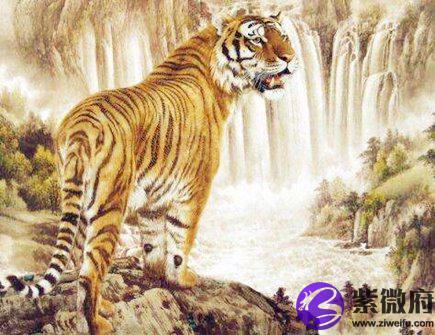 属虎今年健康运如何