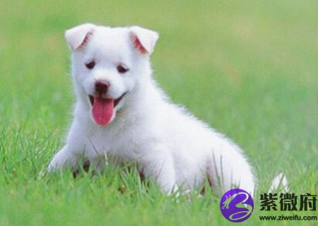 属狗办公室放什么植物旺财