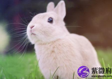 属兔办公室放什么植物旺财