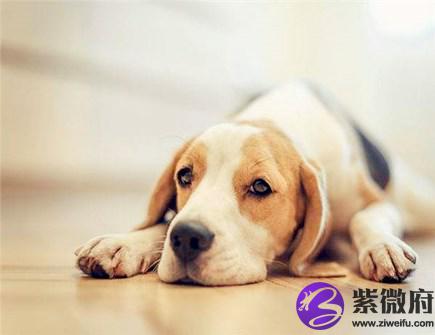 生肖狗不能配什么生肖