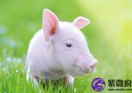 属猪的家里挂什么画好