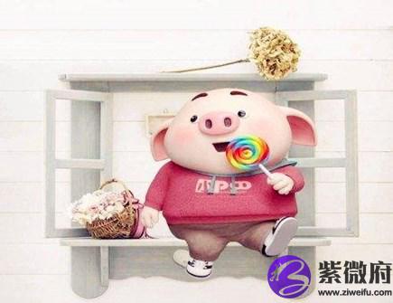 生肖猪哪年有横财