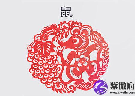 属鼠办公室放什么植物旺财