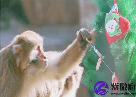属猴的家里挂什么画好