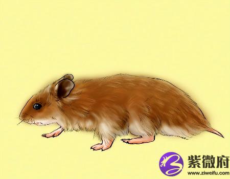 生肖鼠哪年有横财