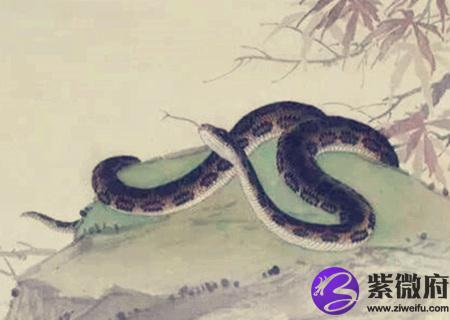 属蛇的家里挂什么画好