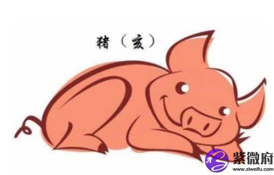 属猪的人命运好不好