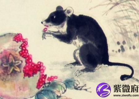 属鼠的家里挂什么画好