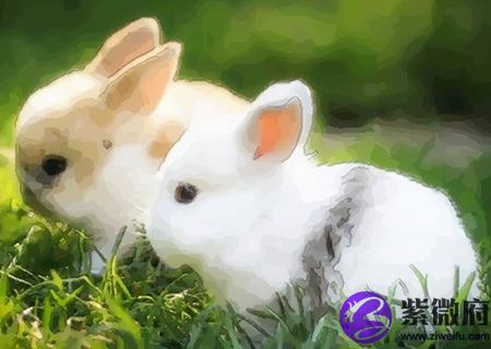 属兔男的和什么属相最配