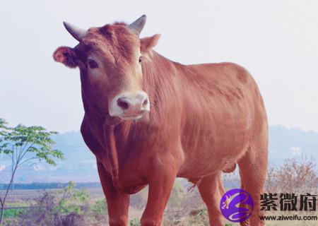 属牛男的和什么属相最配