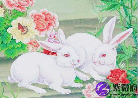 属兔女的和什么属相最配
