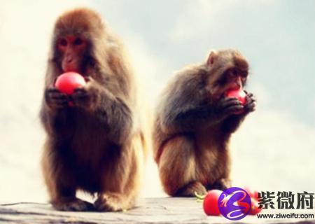 属猴的人2020年财运如何
