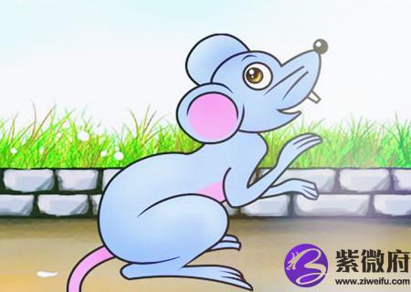 属鼠的人哪天出生命最好