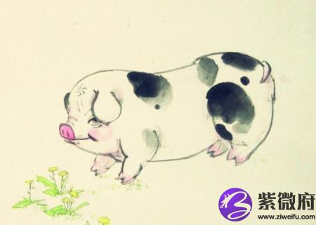 属猪一生财运如何