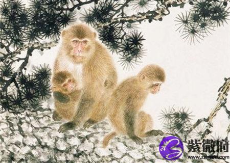 属猴一生财运如何