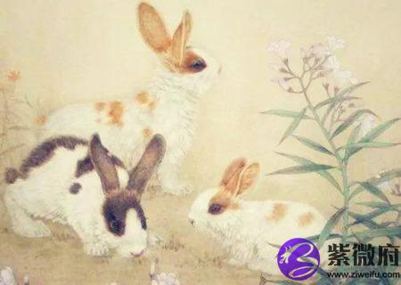 属兔一生财运如何