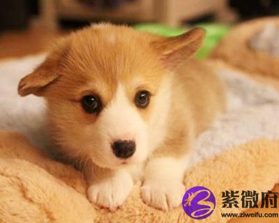 2018年属狗的人是什么命