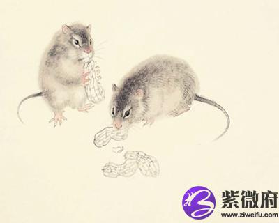 2020年属鼠的人是什么命