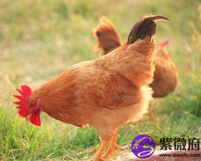 2017年属鸡的人是什么命