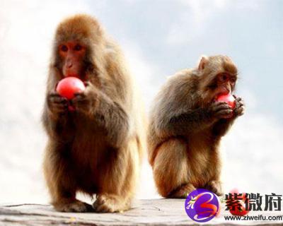 2004年属猴的人是什么命