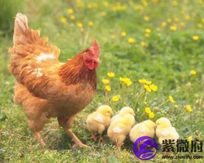 2005年属鸡的人是什么命