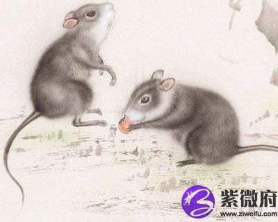 2008年属鼠的人是什么命