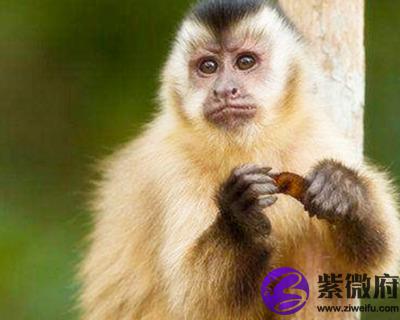 1968年属猴的人是什么命