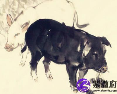 1971年属猪的人是什么命