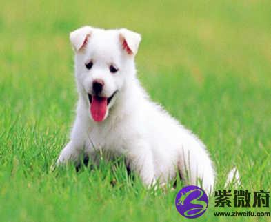1994年属狗的人是什么命